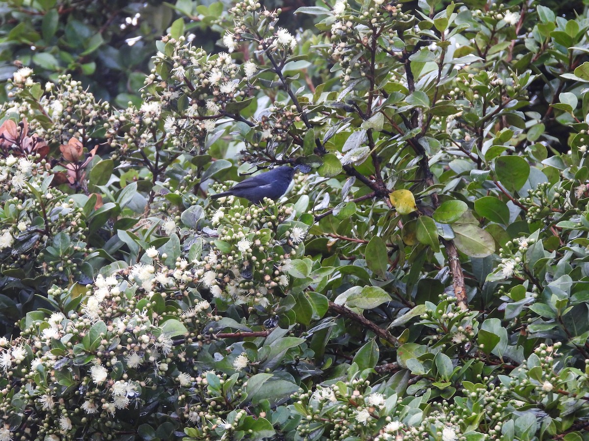 Pinchaflor Flanquiblanco - ML645461055