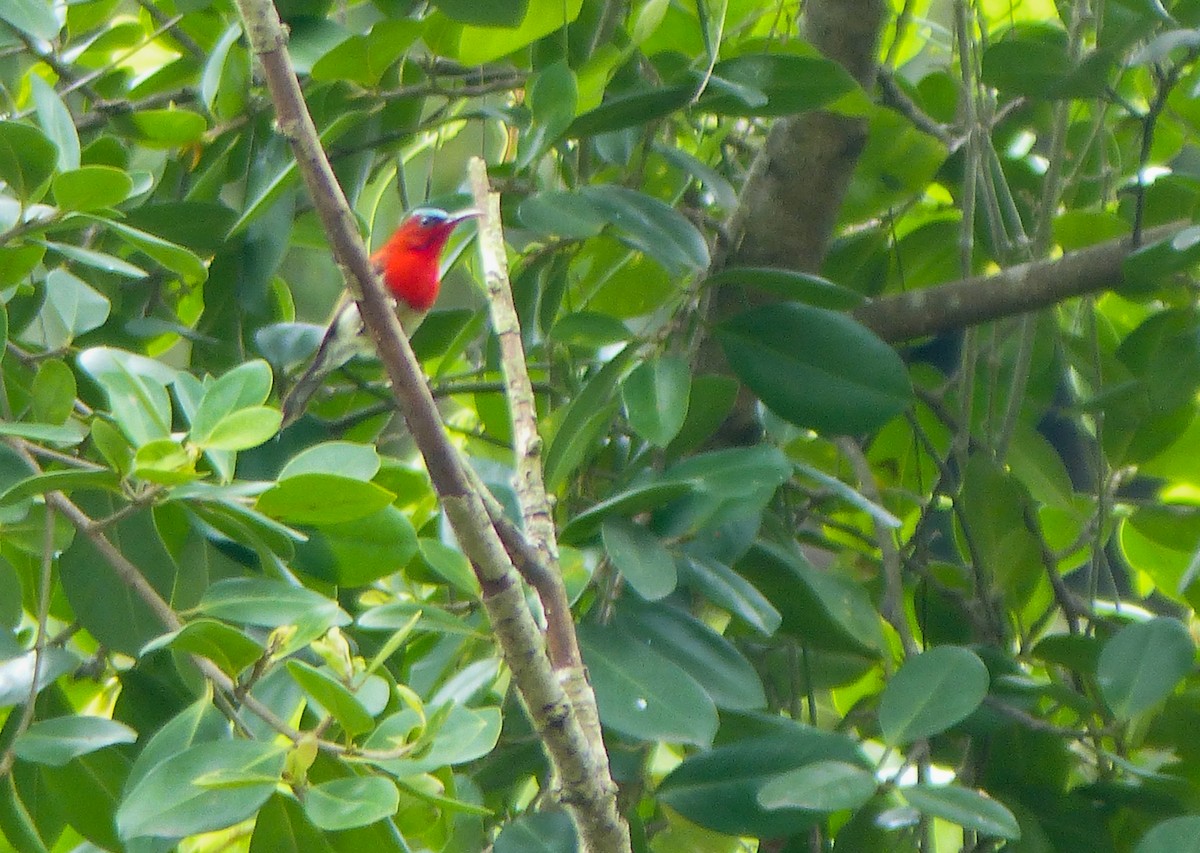 strdimil karmínovoprsý - ML645461067