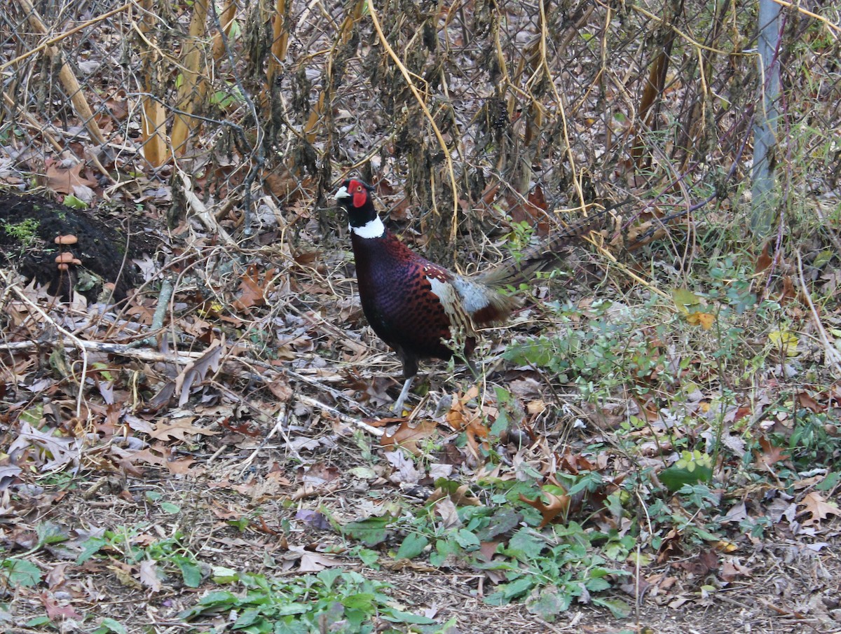 Ring-necked Pheasant - ML645461075