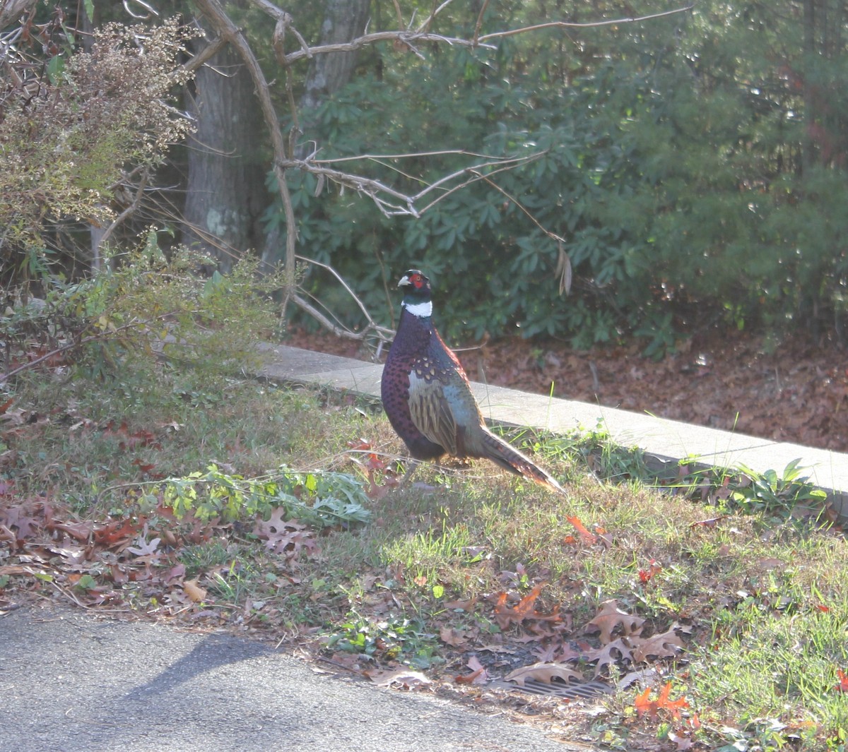 Ring-necked Pheasant - ML645461082