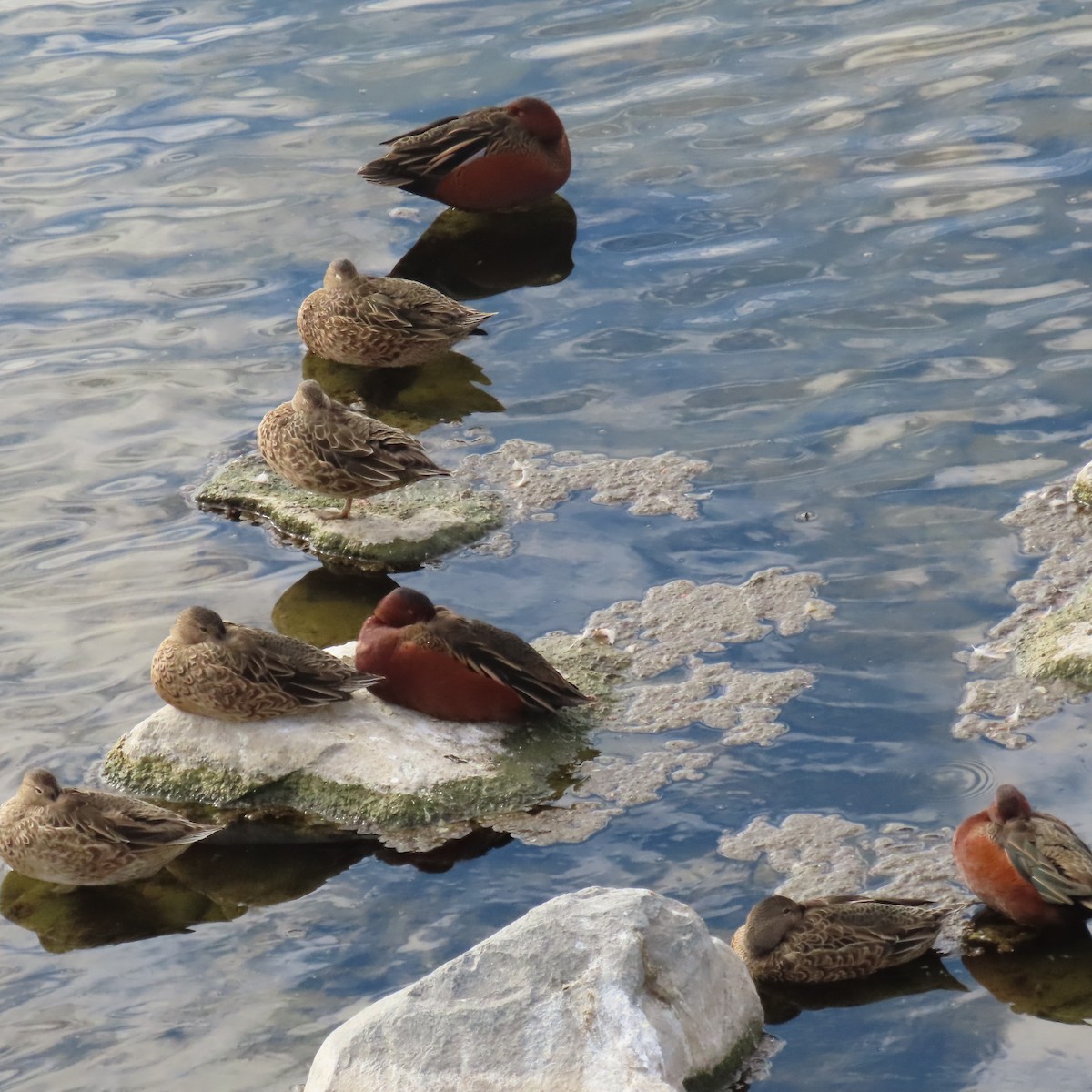 Cinnamon Teal - ML645461084