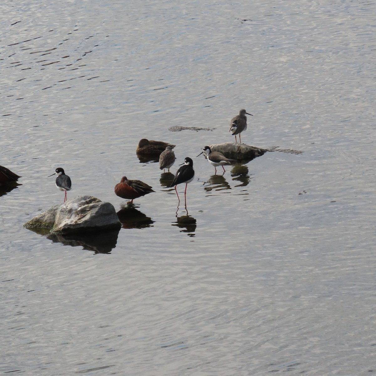 Cinnamon Teal - ML645461085