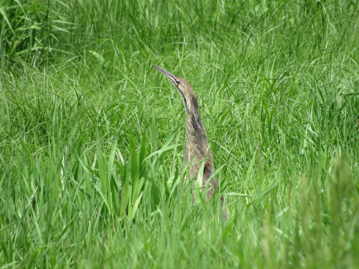 American Bittern - ML645461089