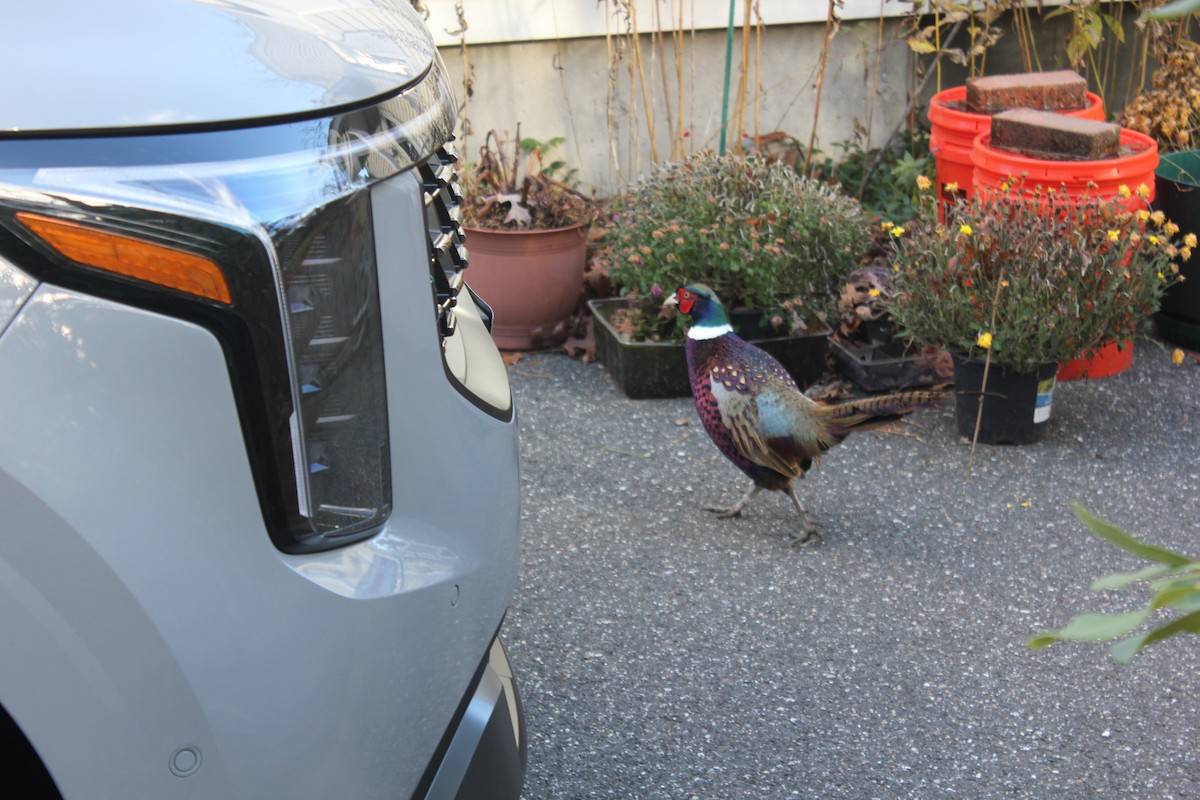 Ring-necked Pheasant - ML645461092