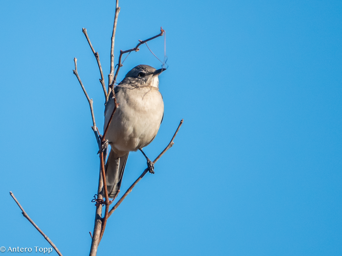 Northern Mockingbird - ML645461093