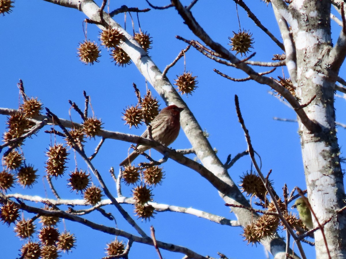 House Finch - ML645461095