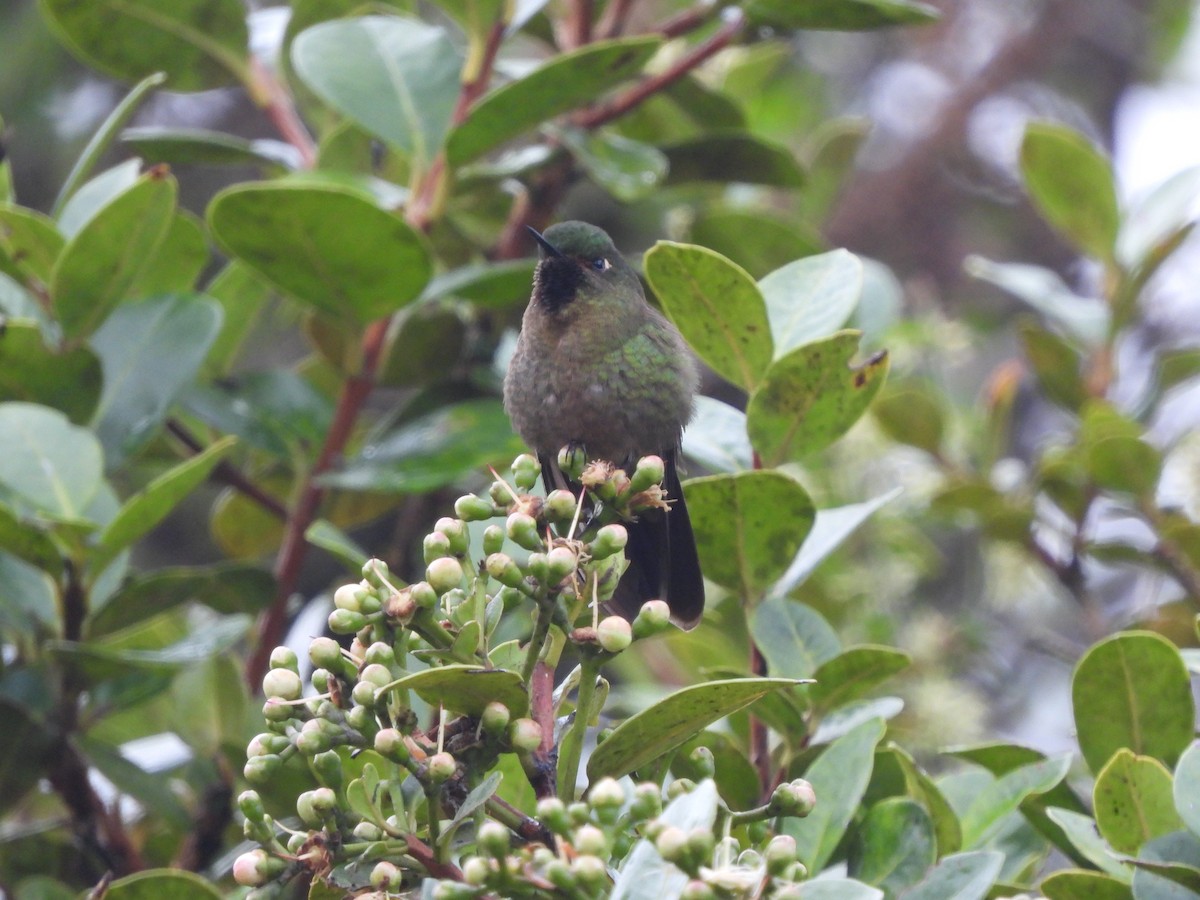 Tyrian Metaltail - ML645461098