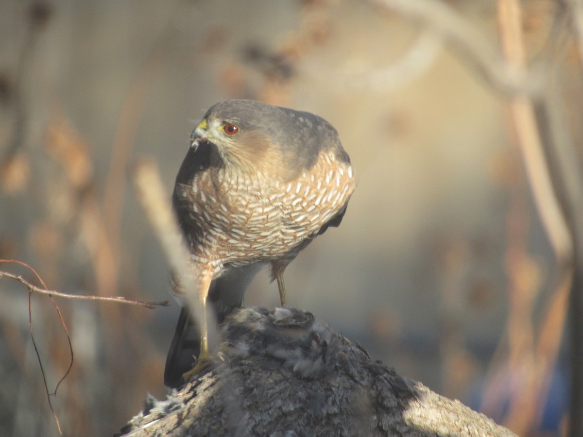 Sharp-shinned Hawk - ML645461121
