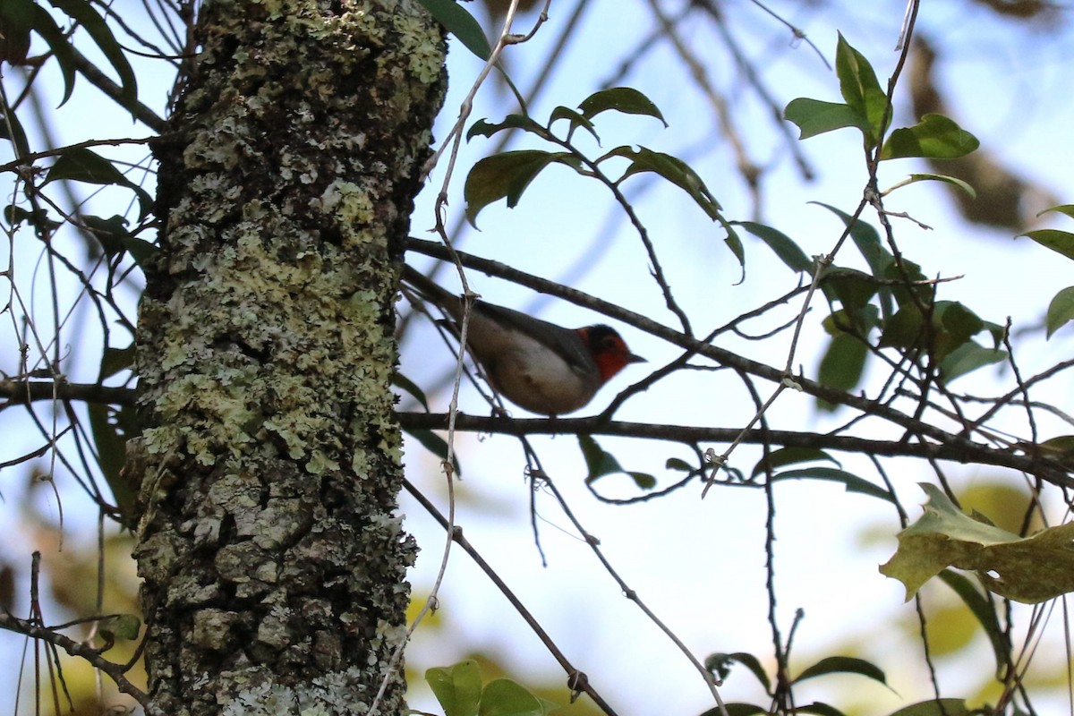 Reinita Carirroja - ML645461123