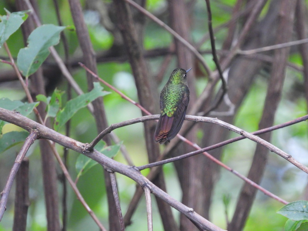 Tyrian Metaltail - ML645461126