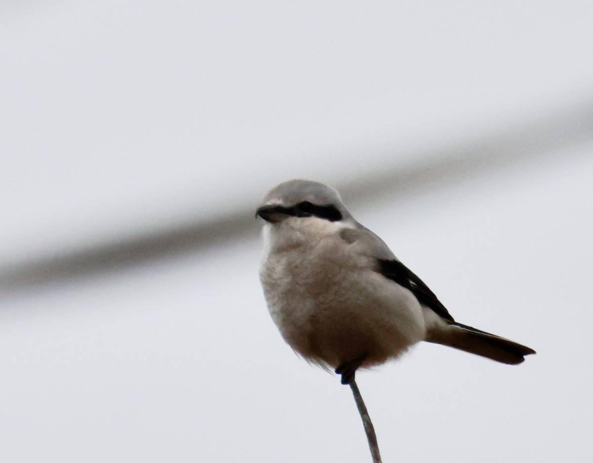 Alcaudón Boreal - ML645461127