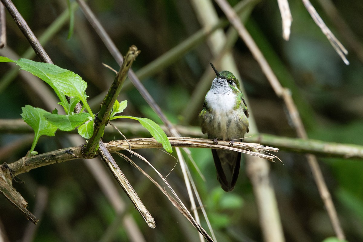Green-throated Mountain-gem - ML645461132
