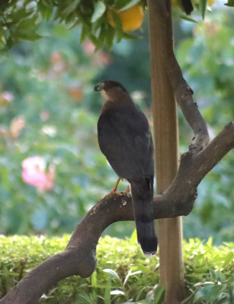 Cooper's Hawk - ML645461136