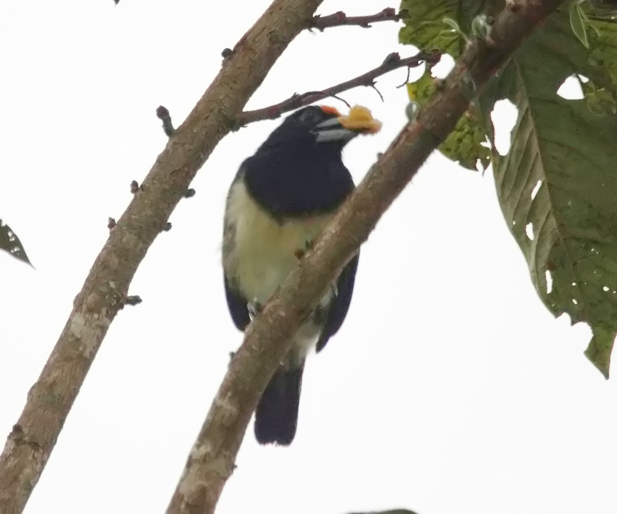 Orange-fronted Barbet - ML645461138