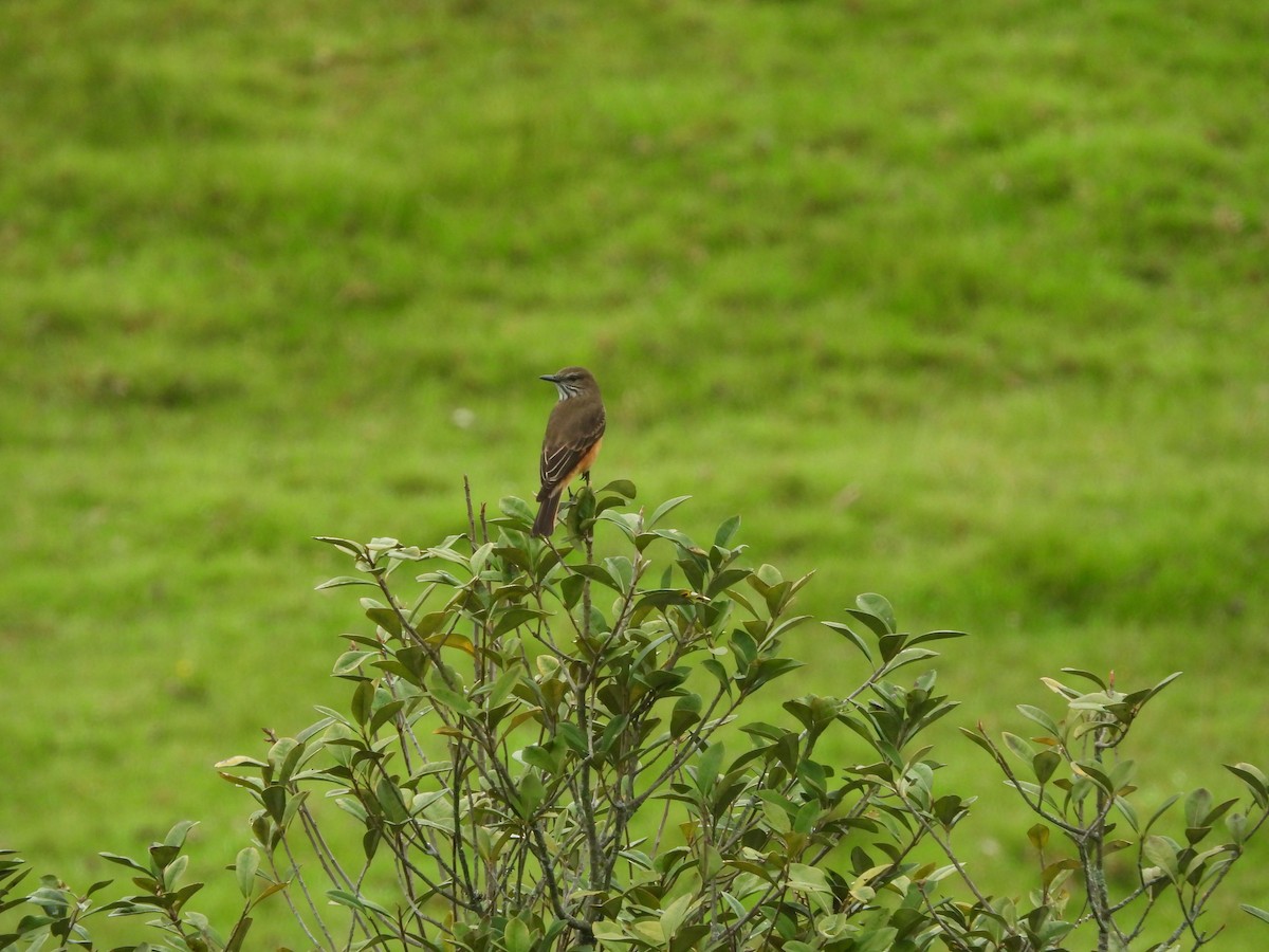 Streak-throated Bush-Tyrant - ML645461145