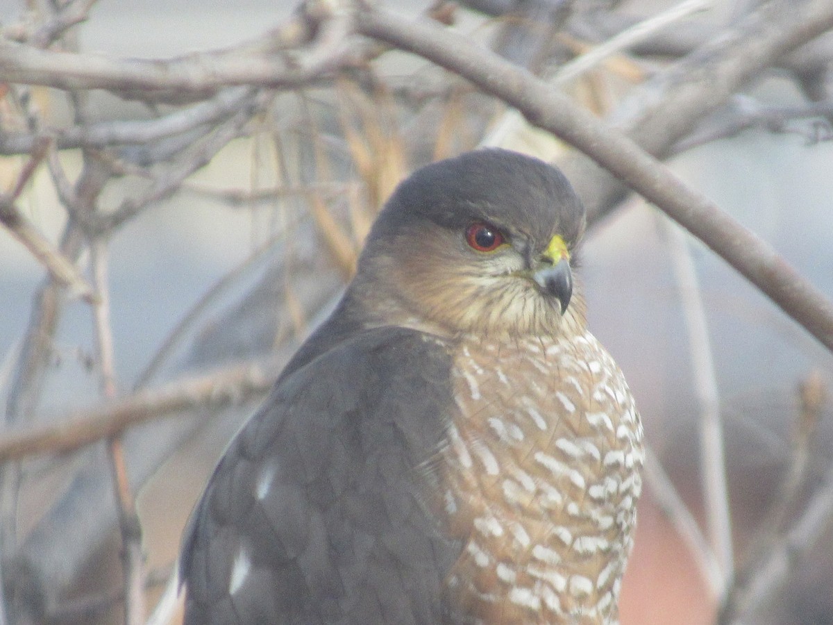 Sharp-shinned Hawk - ML645461147