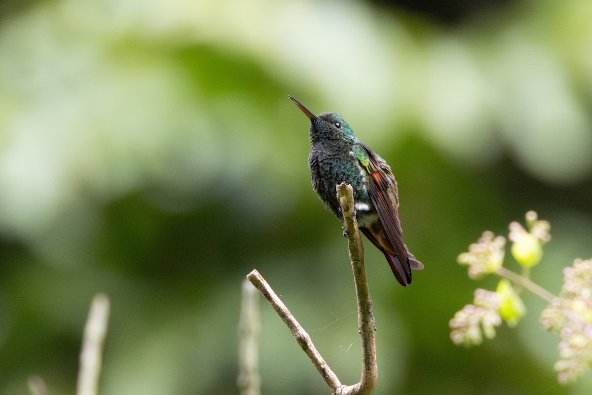 Berylline Hummingbird - ML645461151