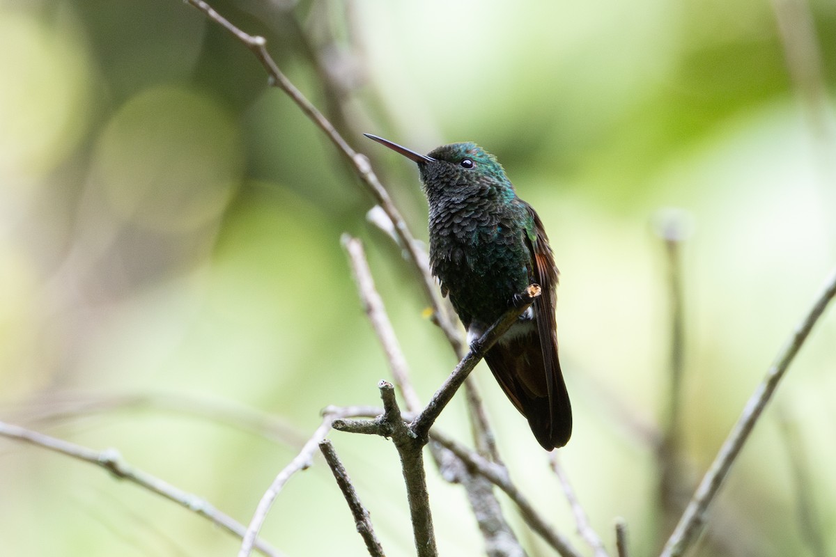 Berylline Hummingbird - ML645461152