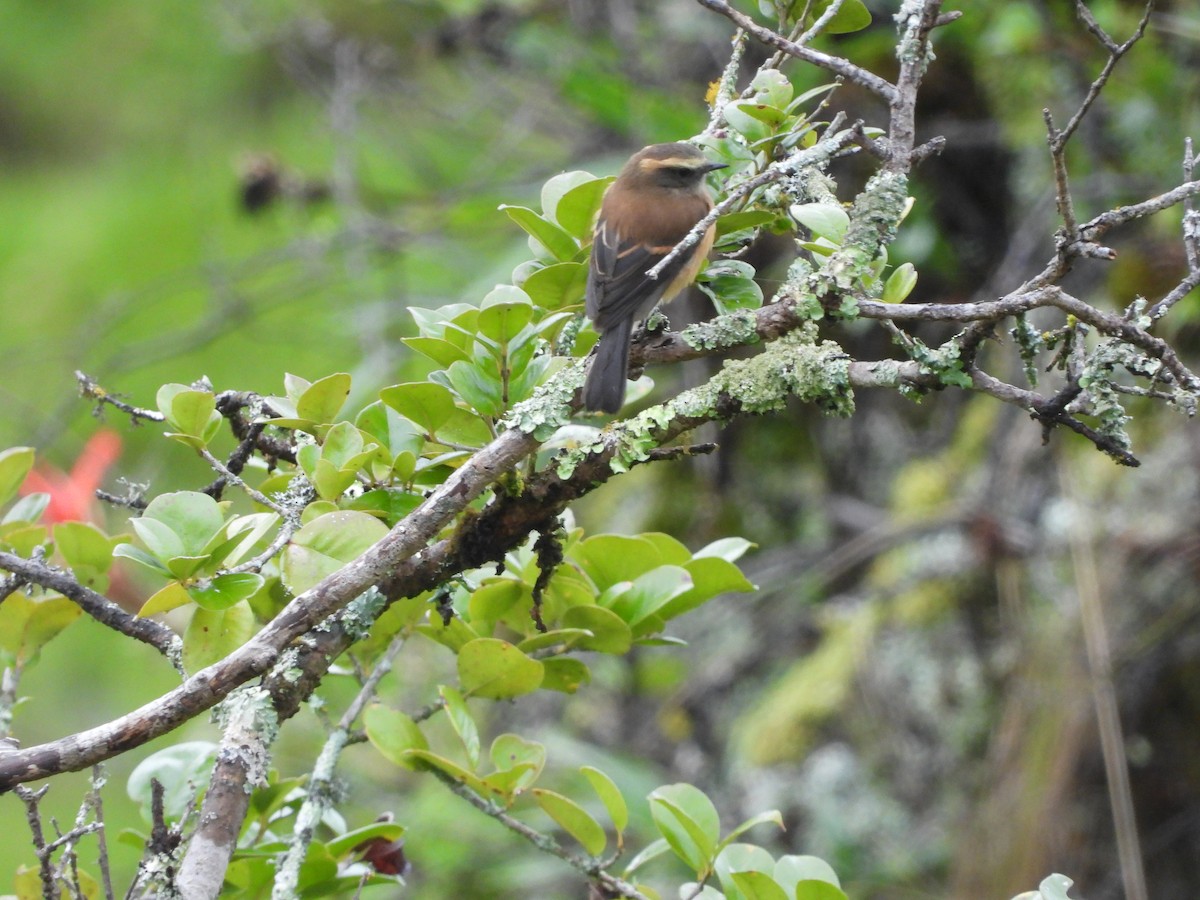 Brown-backed Chat-Tyrant - ML645461156