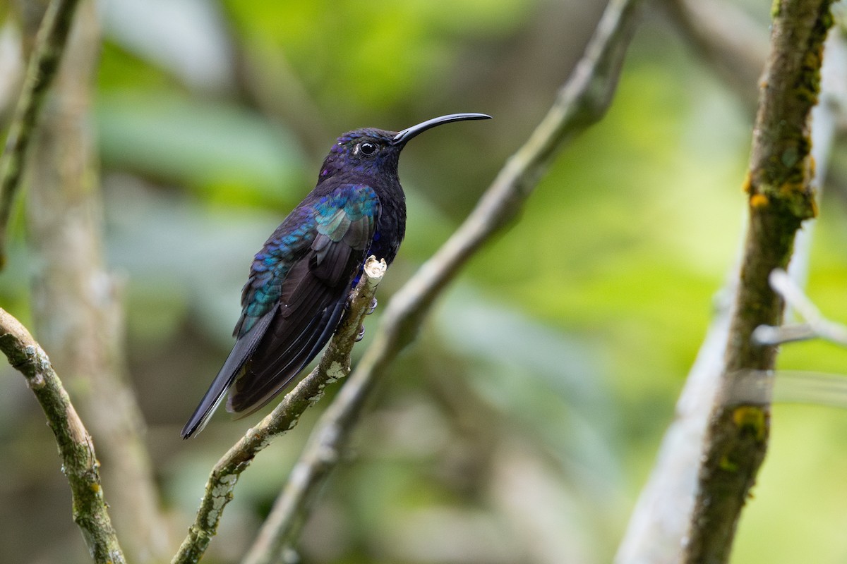 Violet Sabrewing - ML645461158