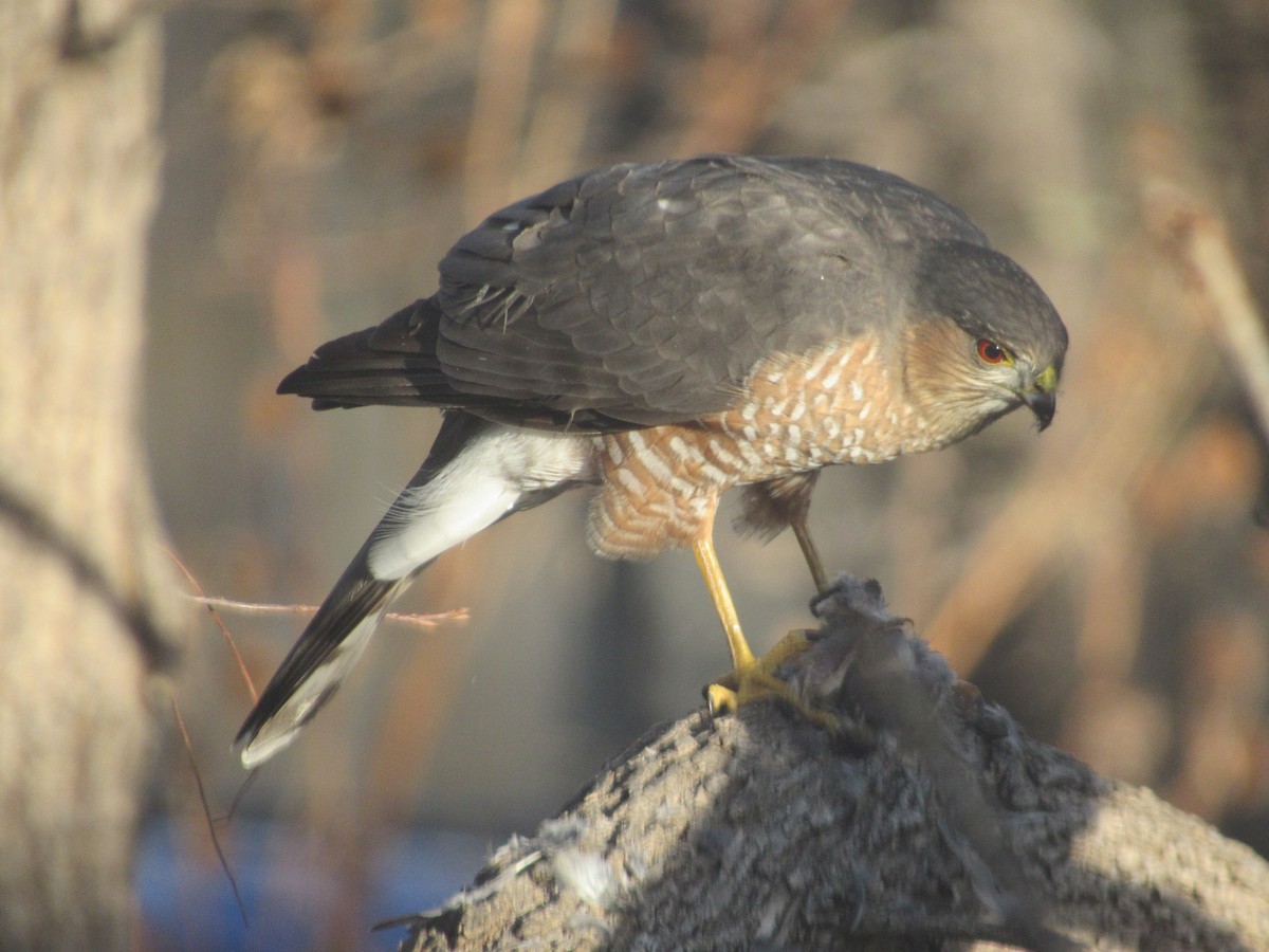Sharp-shinned Hawk - ML645461159