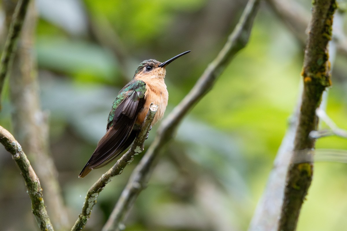 Rufous Sabrewing - ML645461167