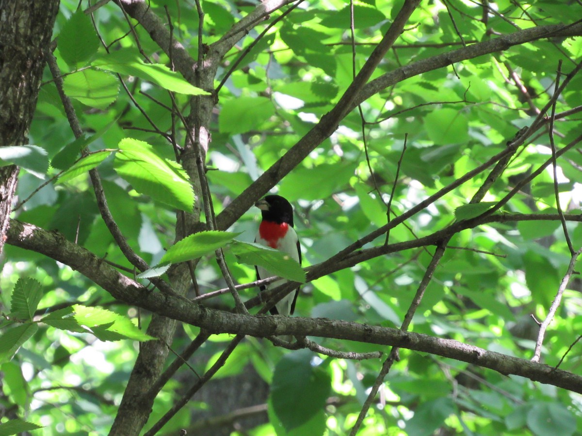 Rose-breasted Grosbeak - ML645461168