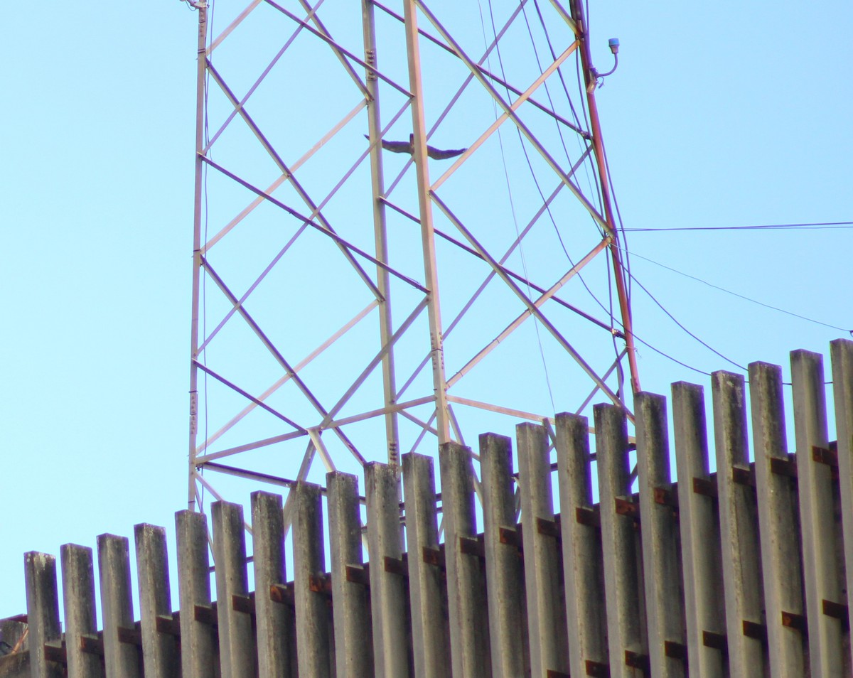 Peregrine Falcon - ML645461179