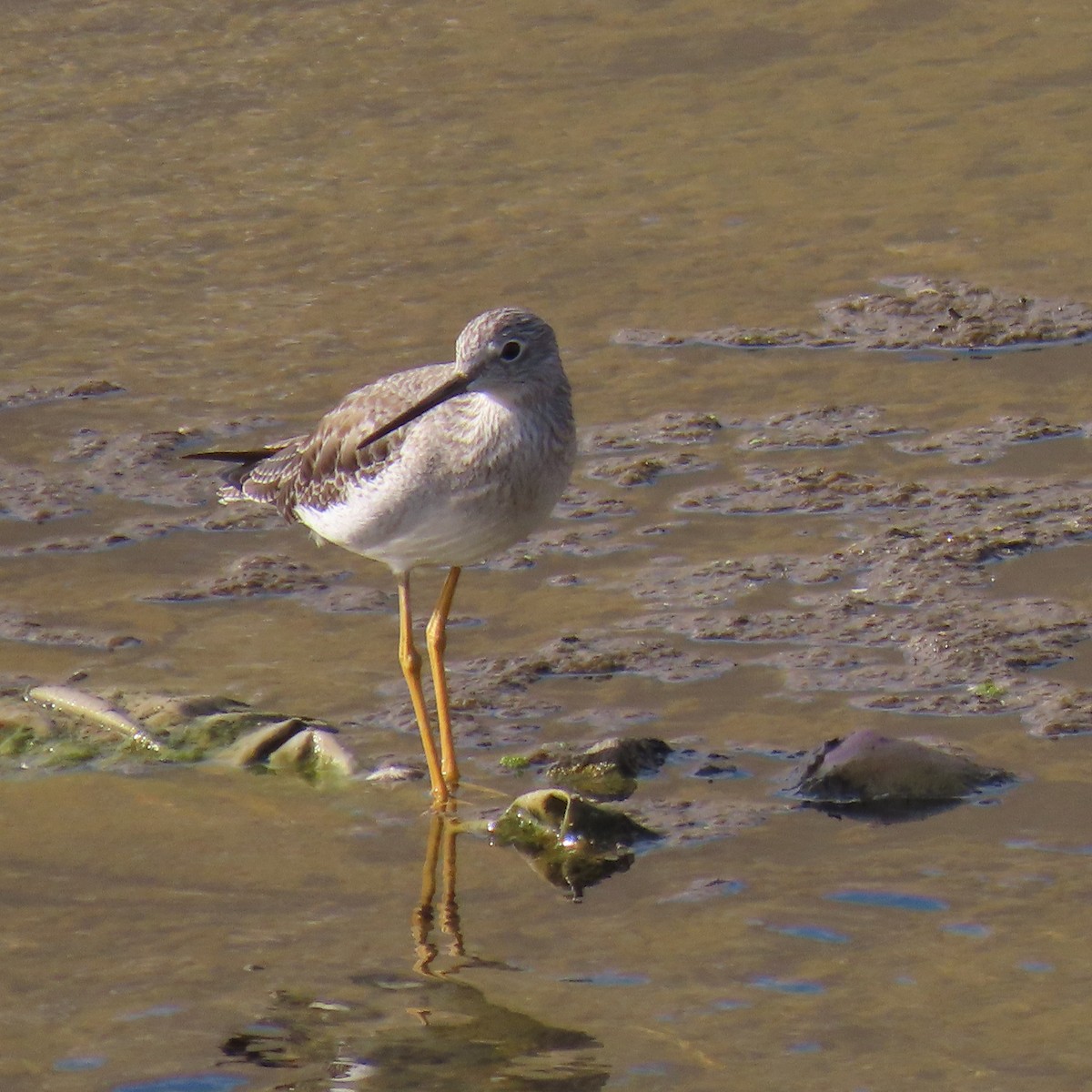 Greater Yellowlegs - ML645461181