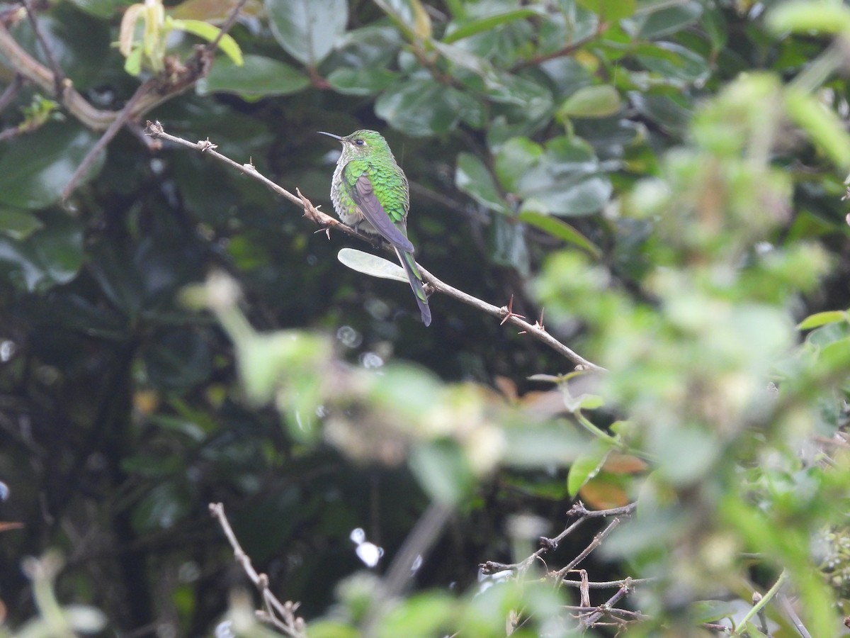 Green-tailed Trainbearer - ML645461183