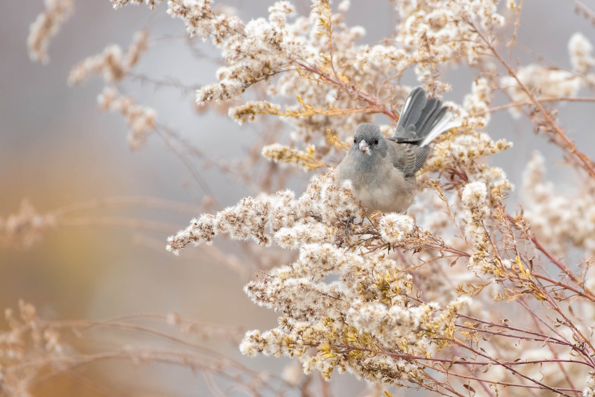 Dark-eyed Junco (Slate-colored) - ML645461185