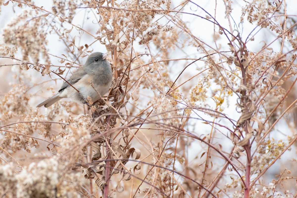 Dark-eyed Junco (Slate-colored) - ML645461186