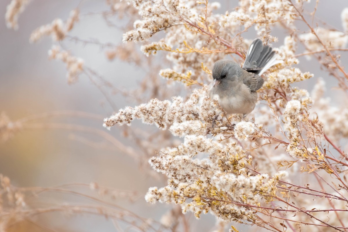 Dark-eyed Junco (Slate-colored) - ML645461187