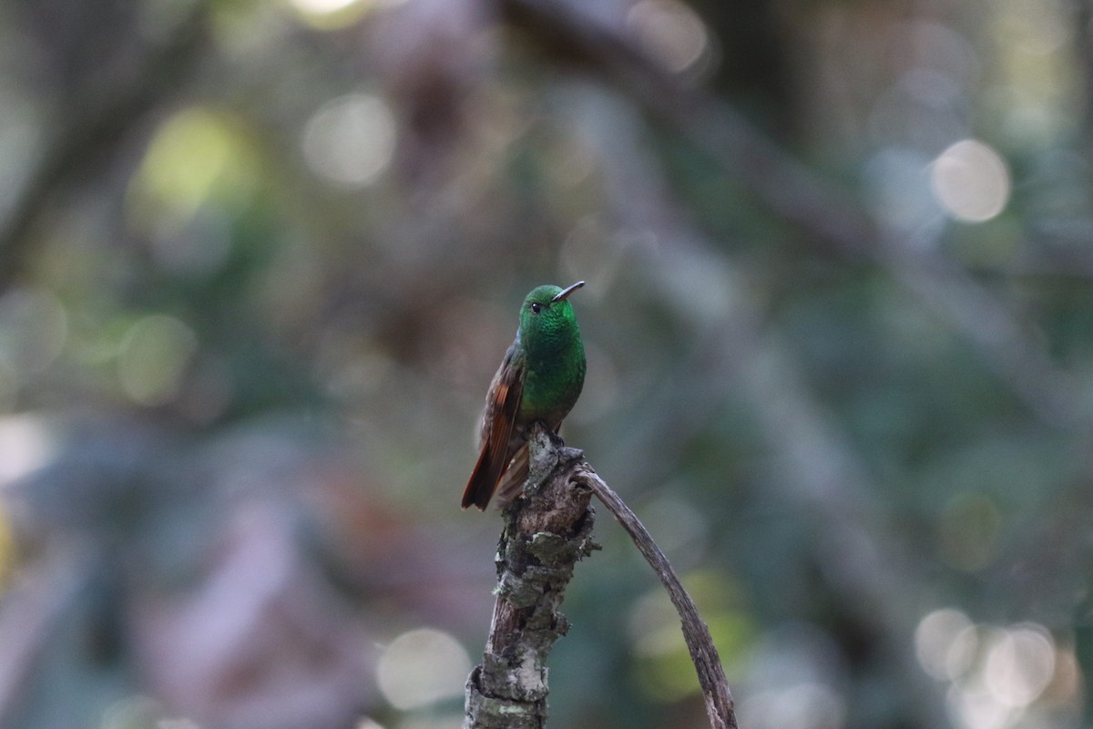 Berylline Hummingbird - ML645461190