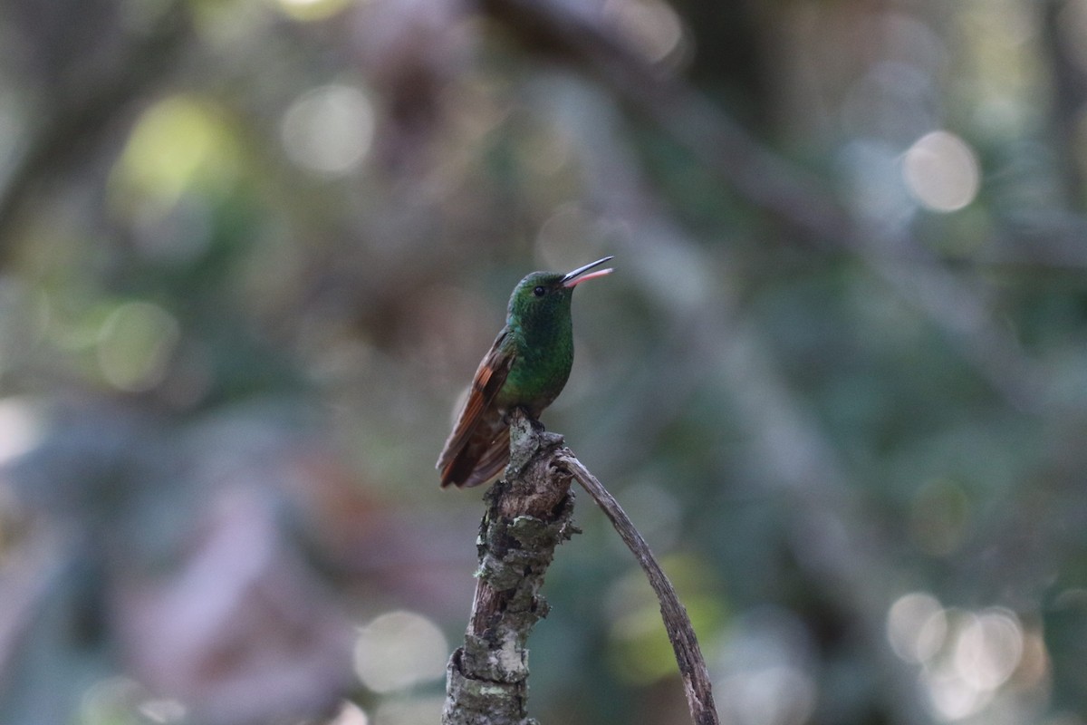 Berylline Hummingbird - ML645461192