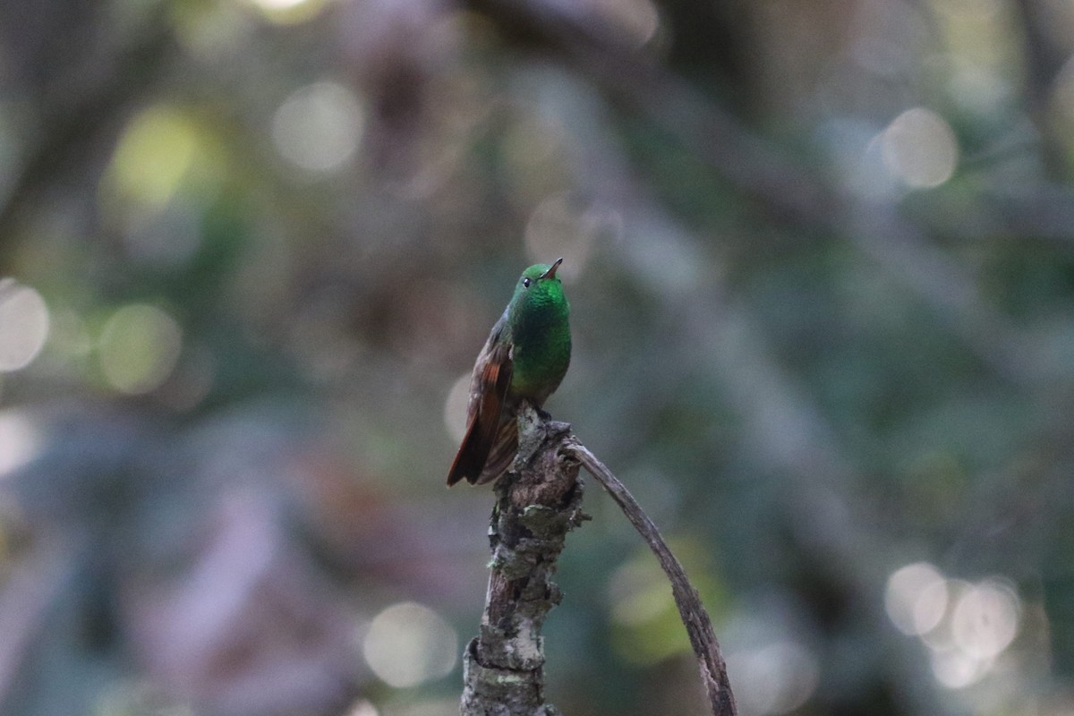 Berylline Hummingbird - ML645461193