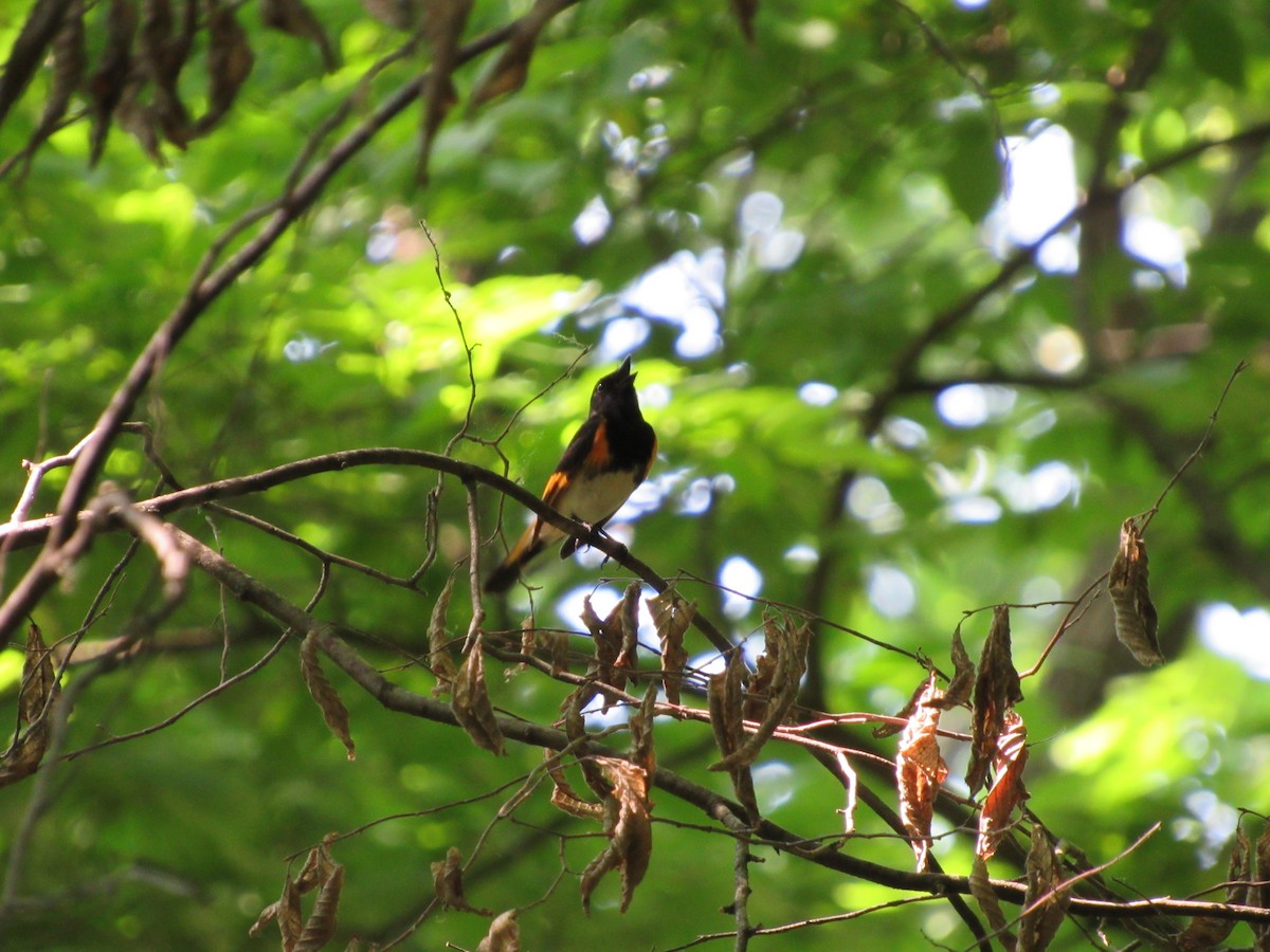 Горихвостковая древесница - ML645461195