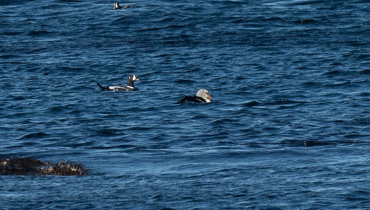 אדרית מלכותית - ML645461205