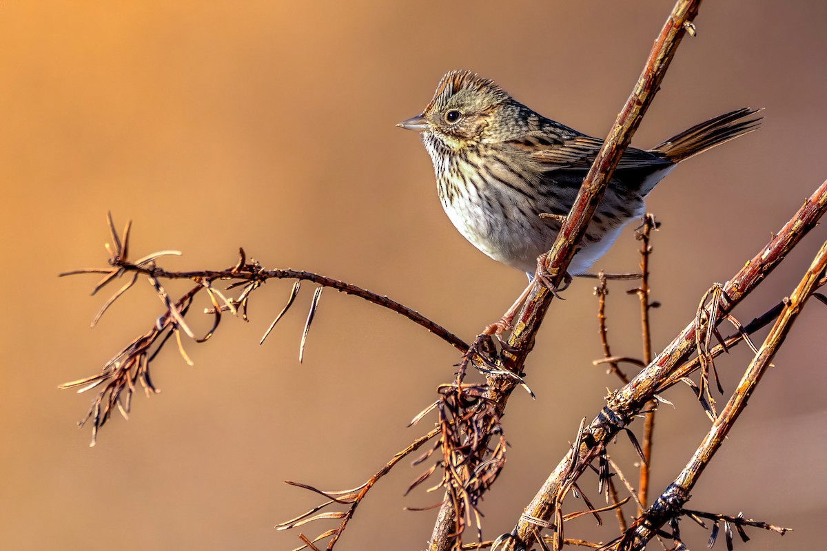 Lincoln's Sparrow - ML645461206