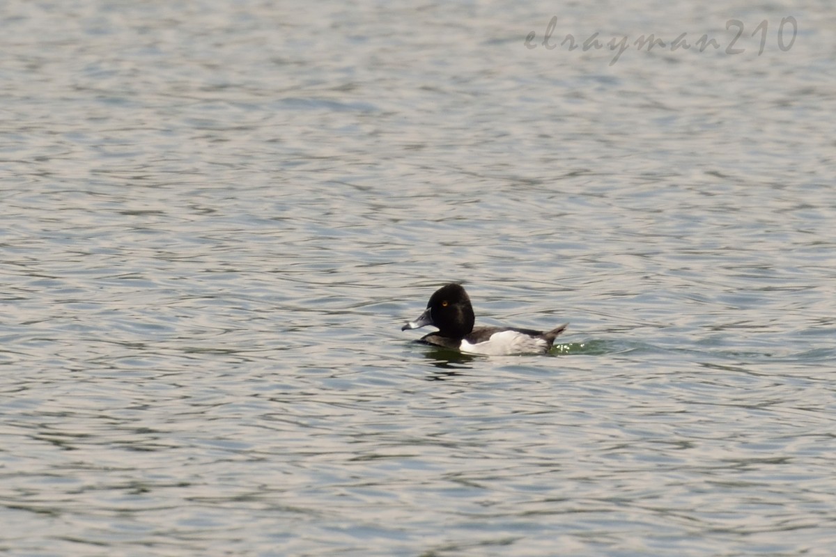 Ring-necked Duck - ML64546121