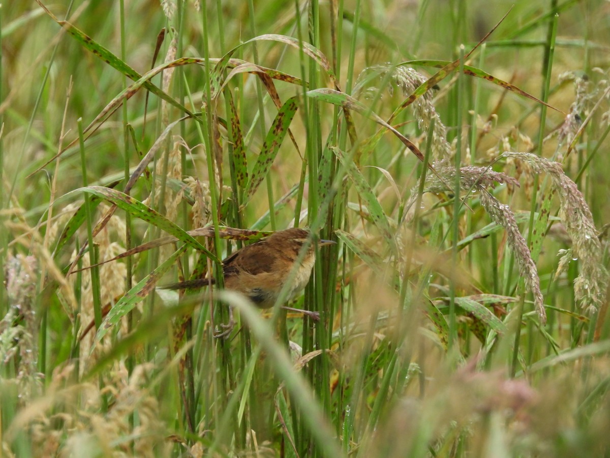 Овад річковий - ML645461212