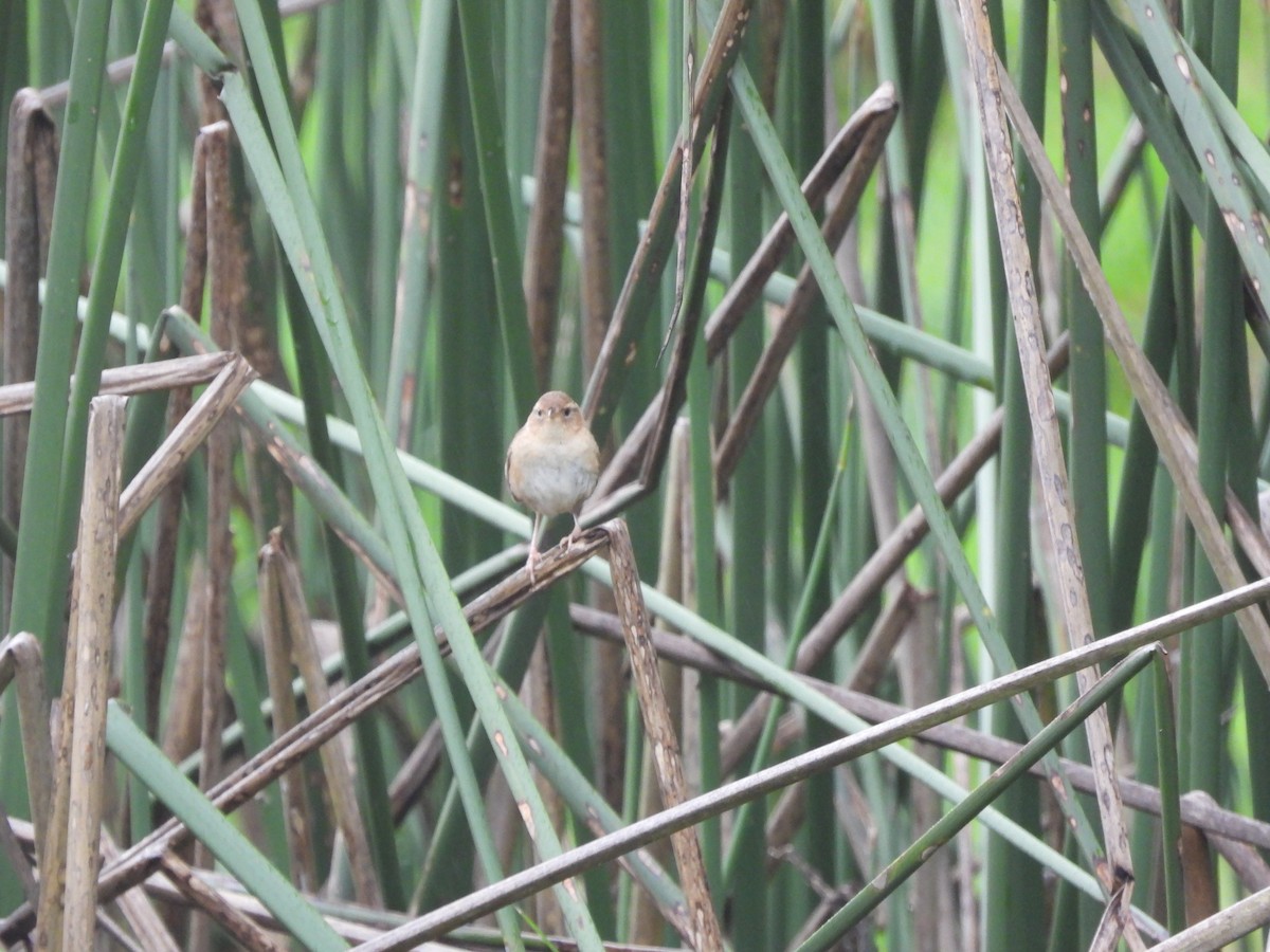 Овад річковий - ML645461216