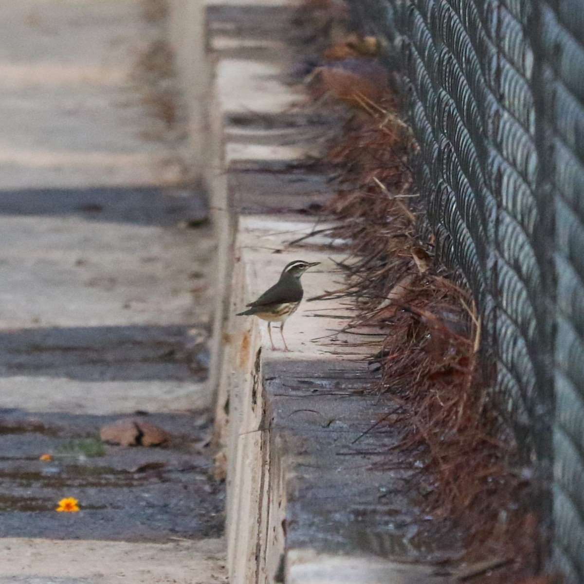 Northern Waterthrush - ML645461217