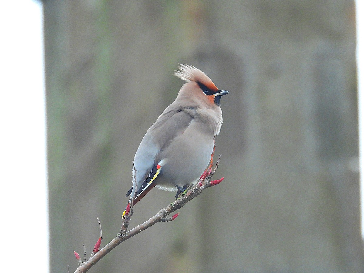 キレンジャク - ML645461219