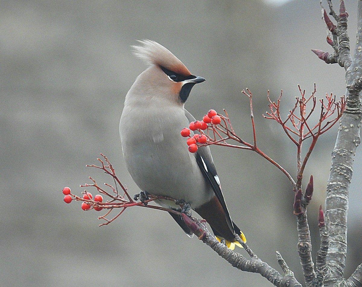 キレンジャク - ML645461220
