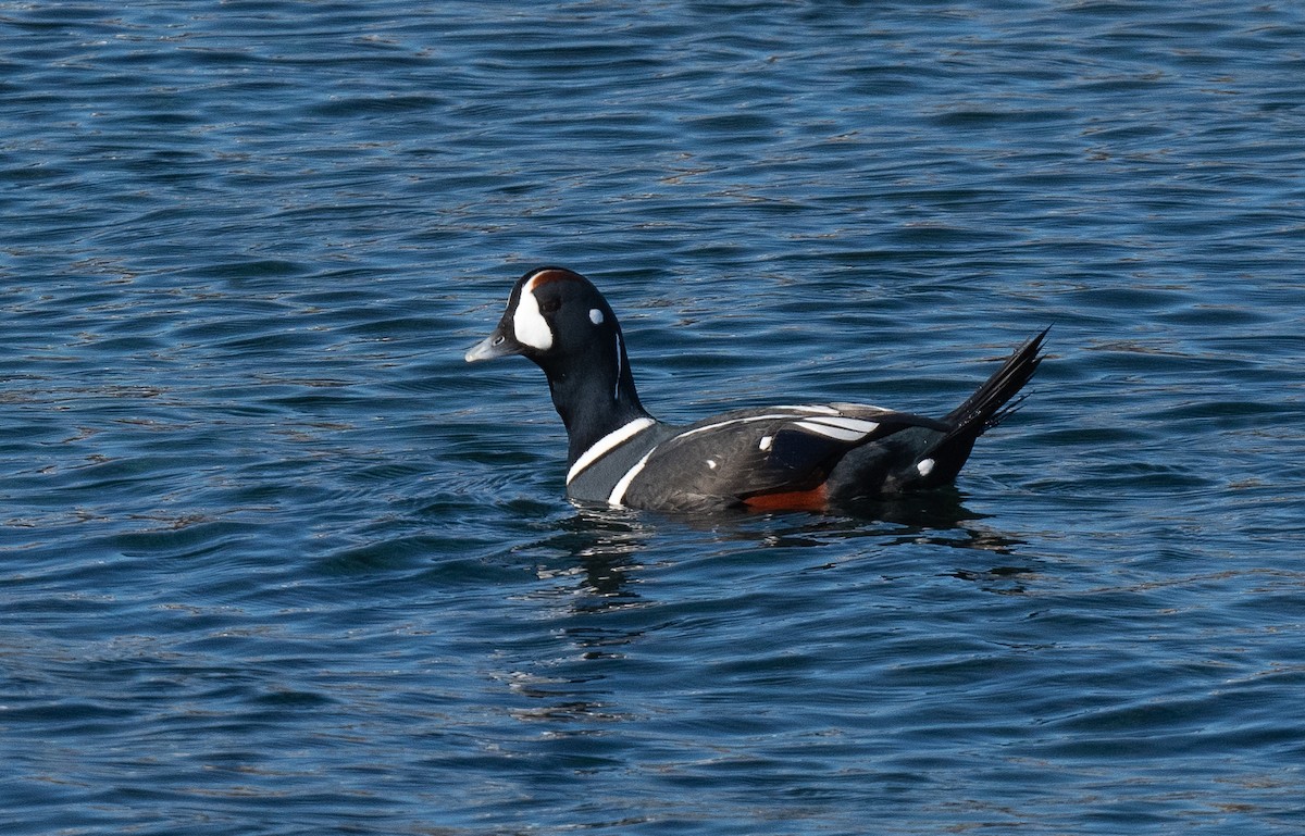 Ahate arlekina - ML645461221