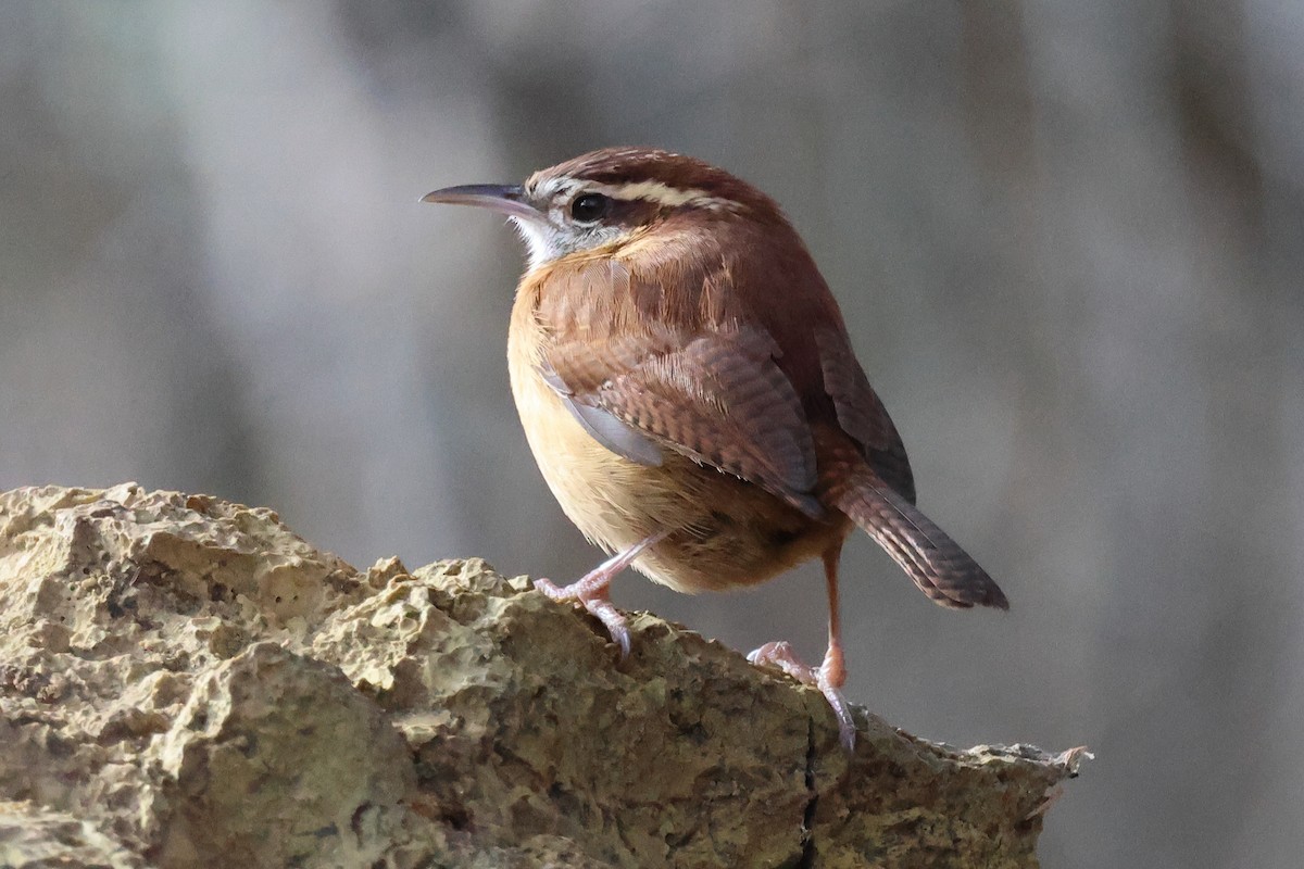 střízlík karolínský - ML645461239