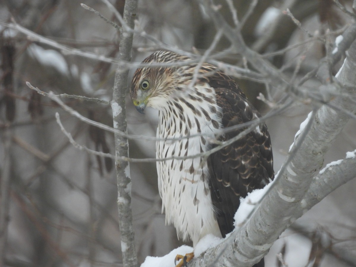 Cooper's Hawk - ML645461242