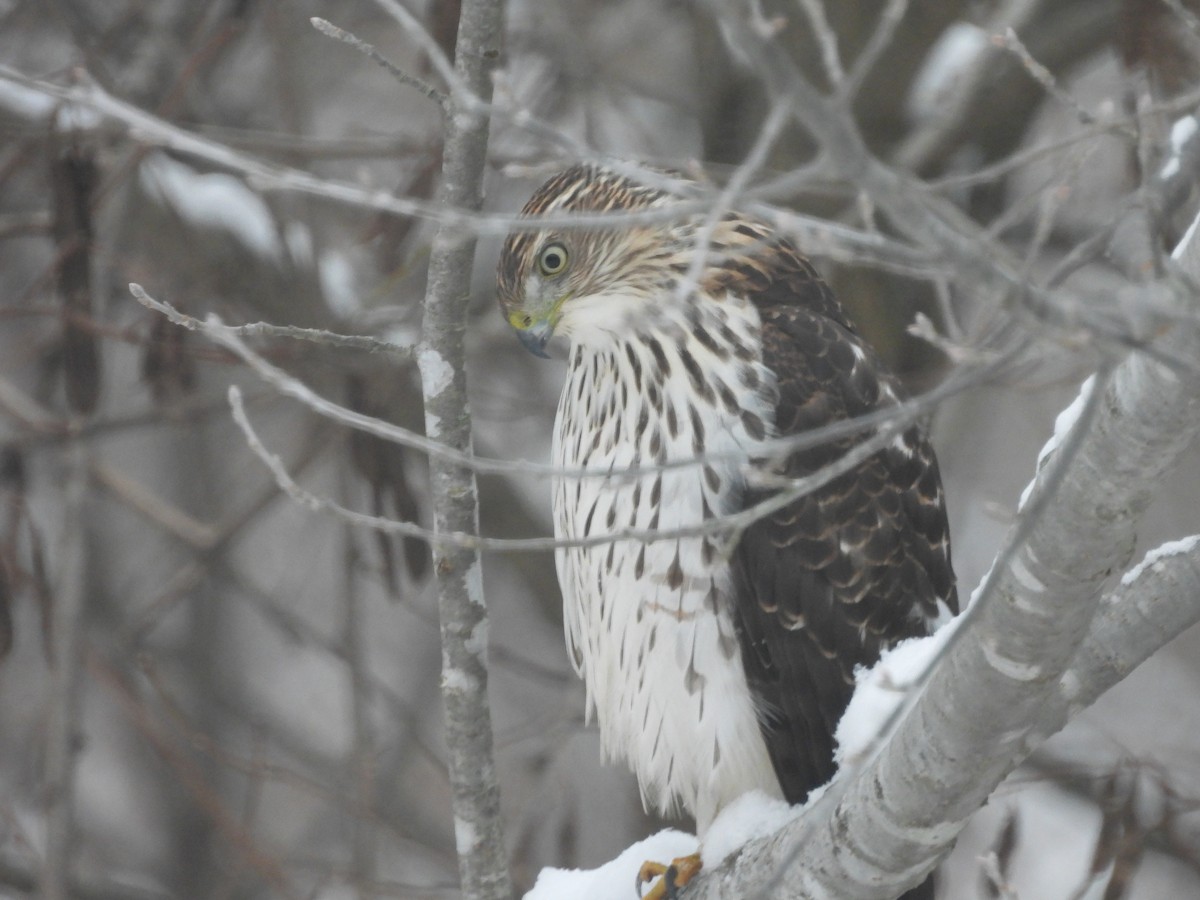 Cooper's Hawk - ML645461243