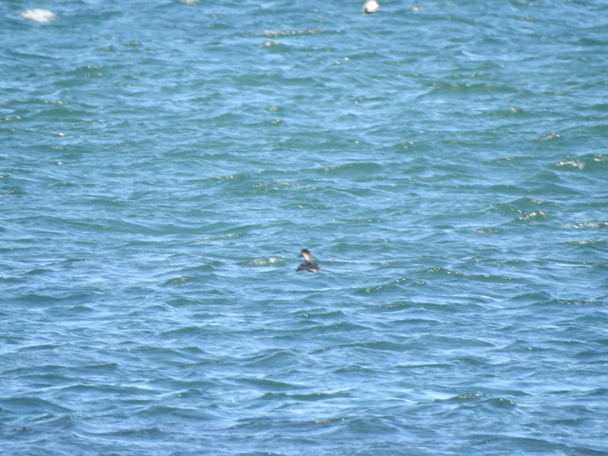 turpan žlutozobý - ML645461246